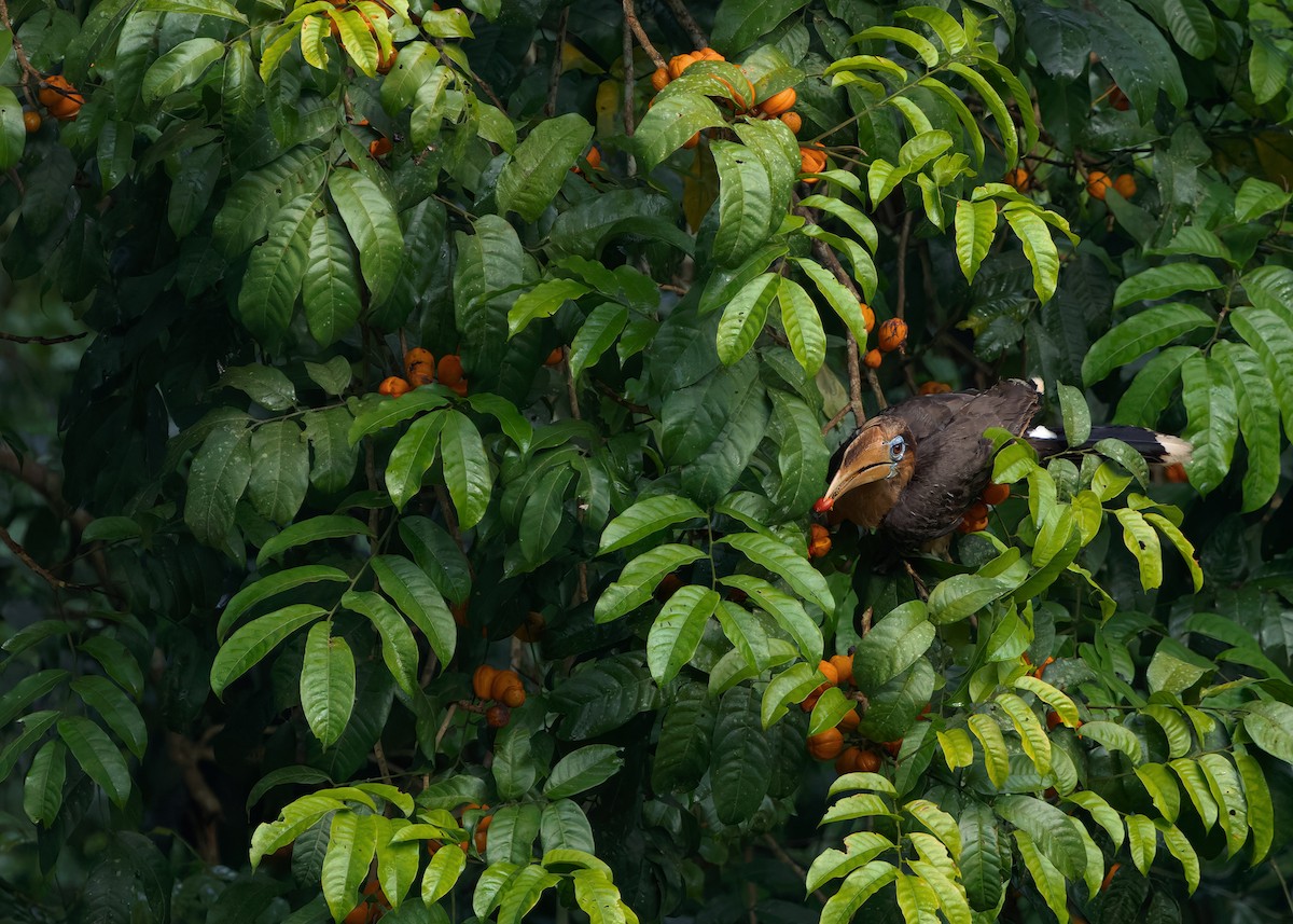 Rusty-cheeked Hornbill - ML635085771