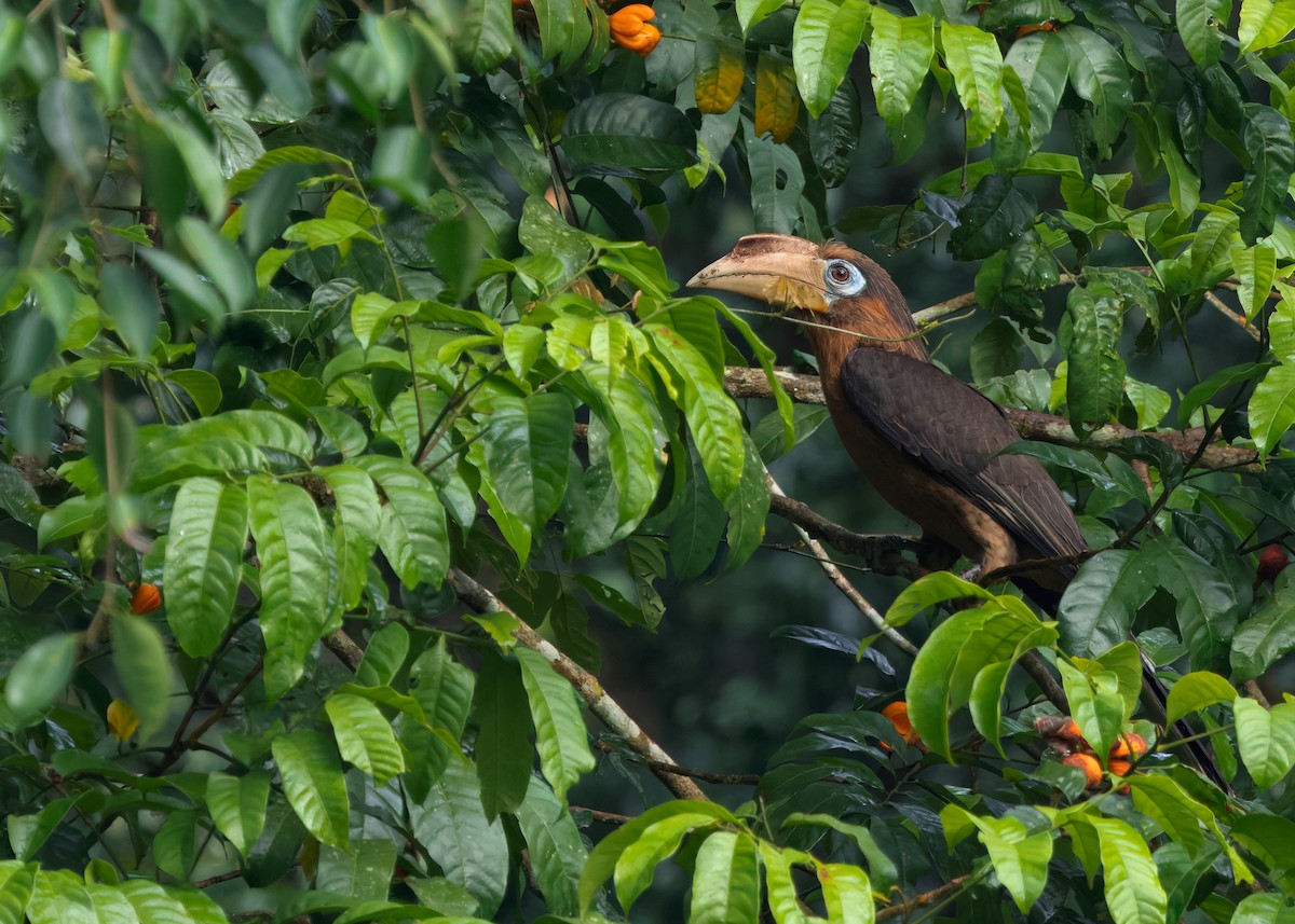 Rusty-cheeked Hornbill - ML635085772