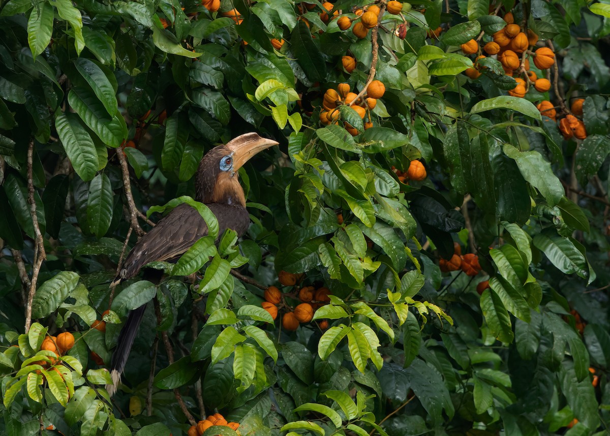 Rusty-cheeked Hornbill - ML635085775