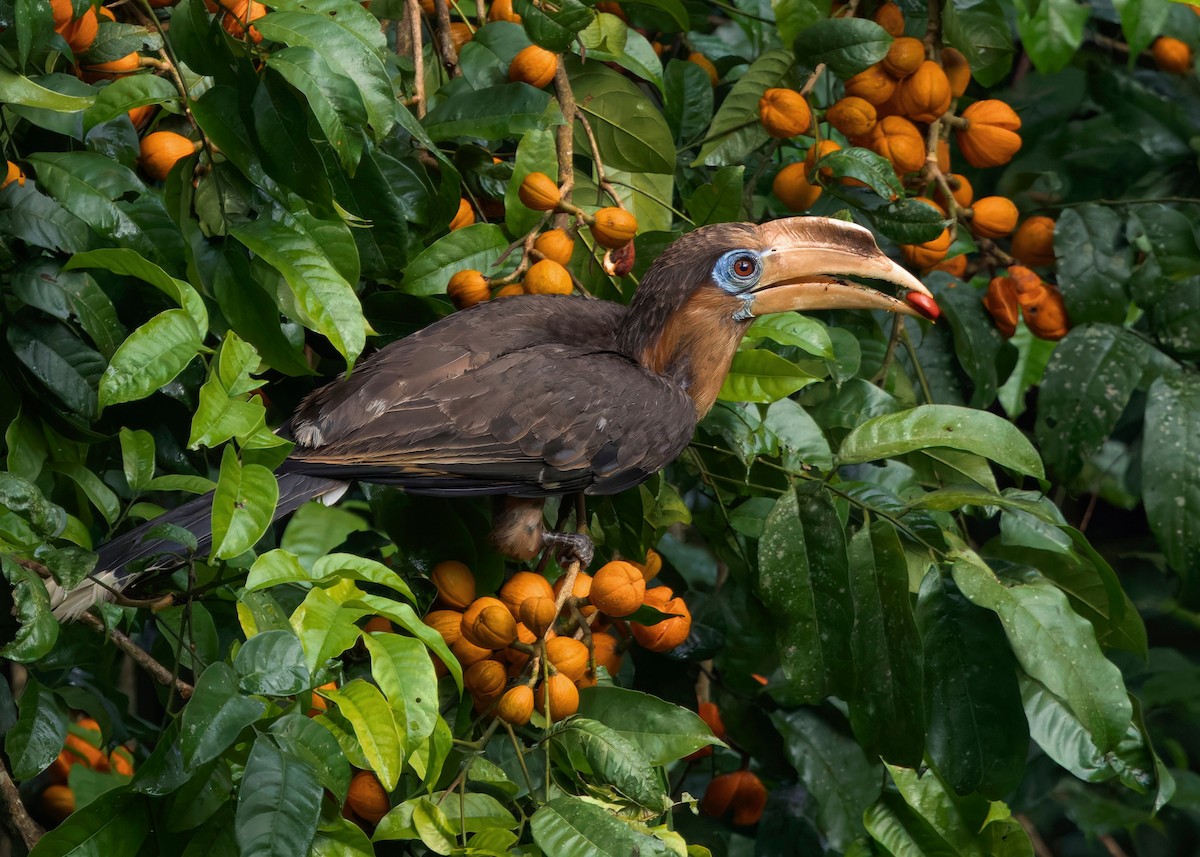 Rusty-cheeked Hornbill - ML635085776