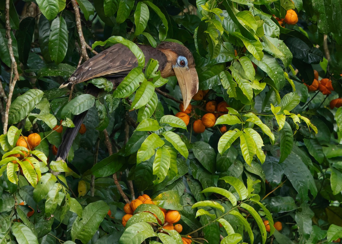 Rusty-cheeked Hornbill - ML635085777