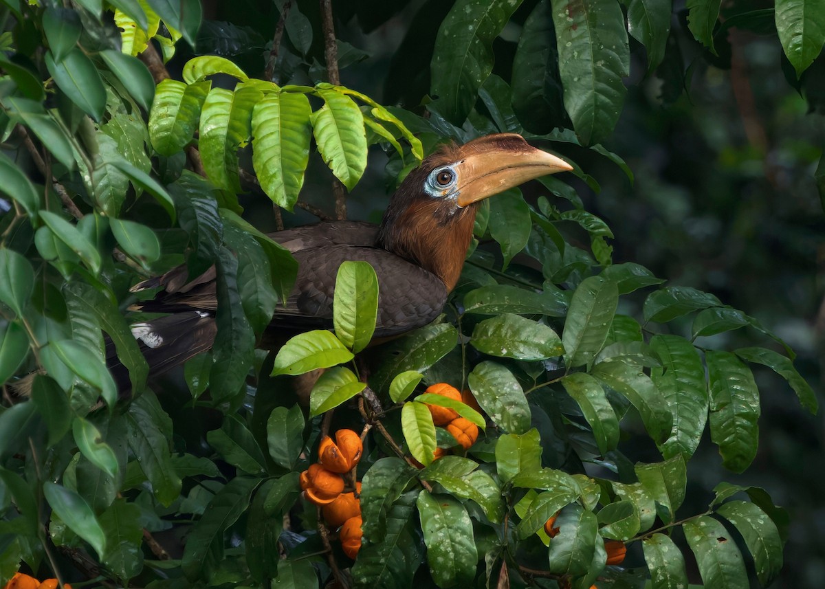 Rusty-cheeked Hornbill - ML635085778
