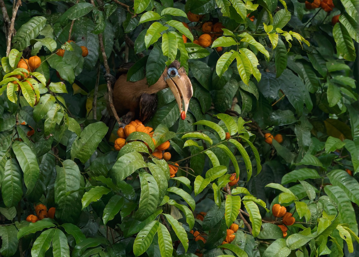 Rusty-cheeked Hornbill - ML635085779