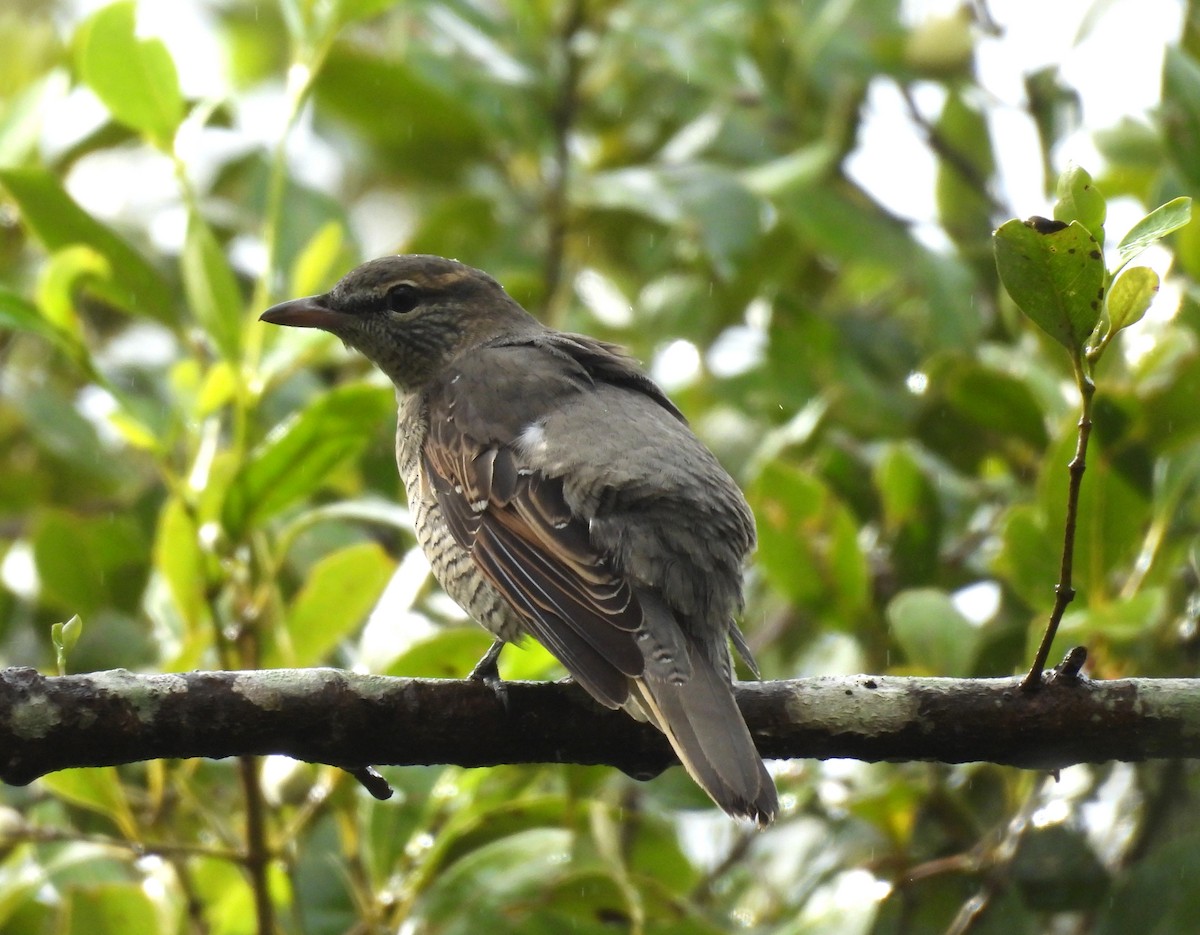 Sahul Cicadabird - ML635085799