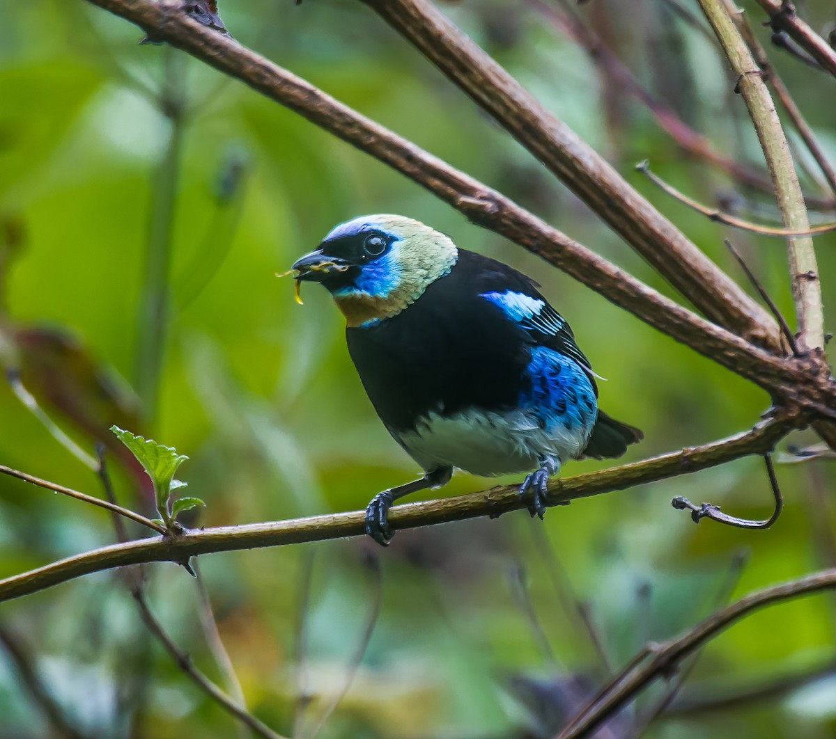 Golden-hooded Tanager - ML635085805