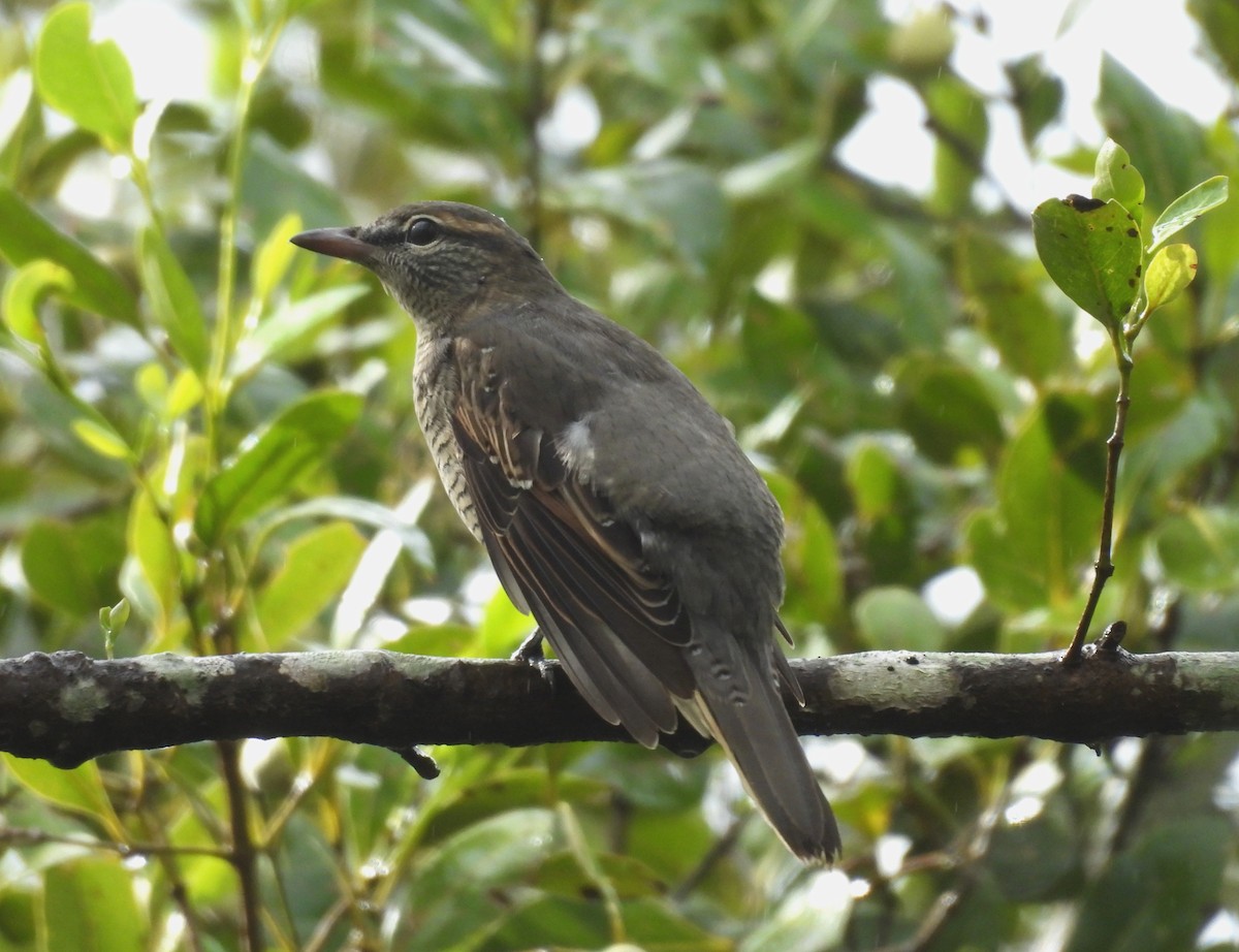 Sahul Cicadabird - ML635085810