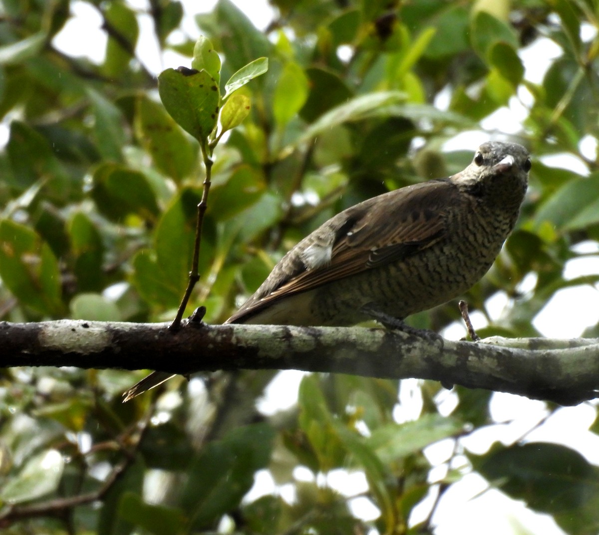 Sahul Cicadabird - ML635085821