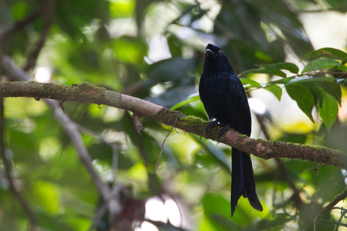 Sri Lanka Drongo - ML635085862