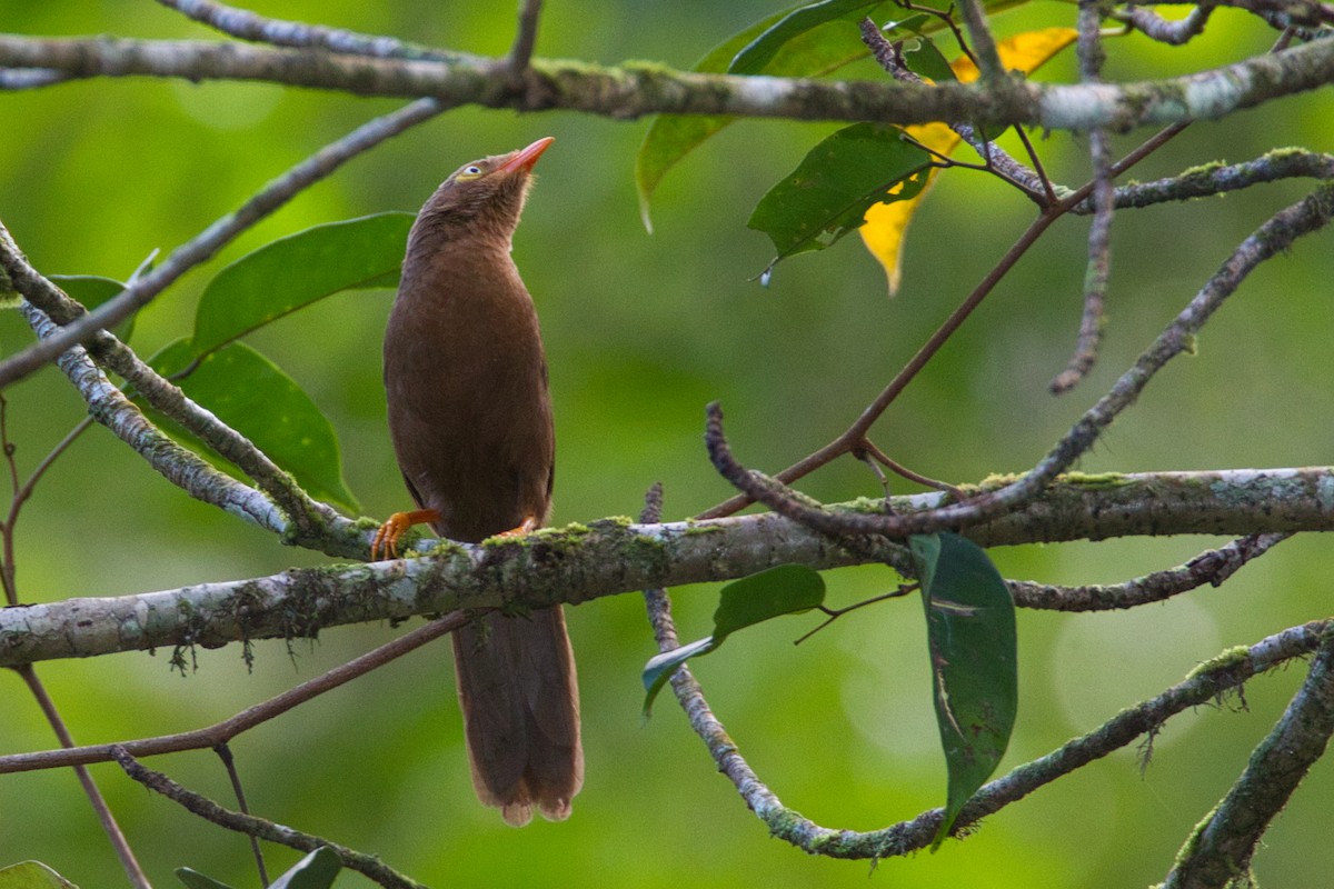 Orange-billed Babbler - ML635085879