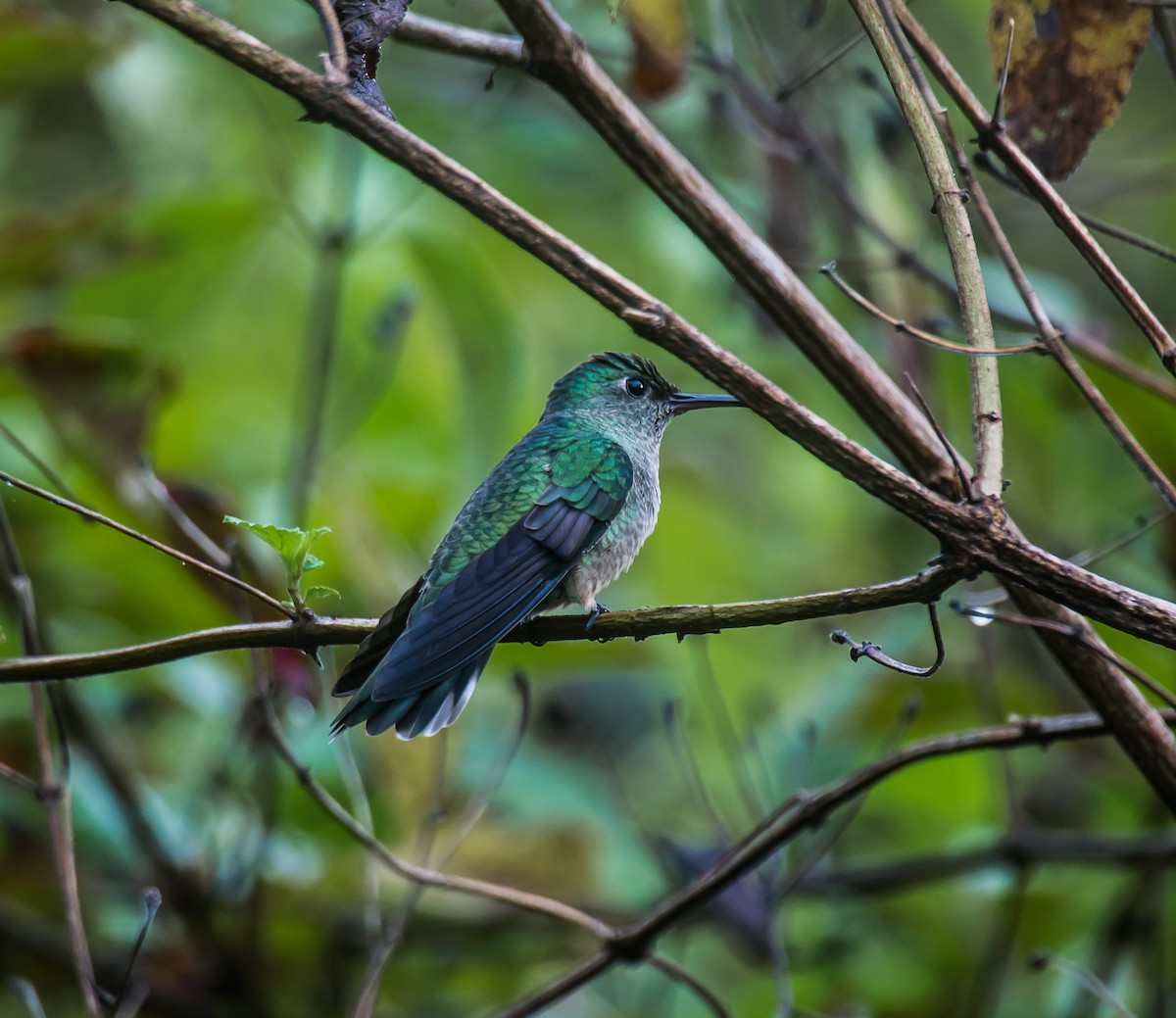 Colibri de Cuvier - ML635085916