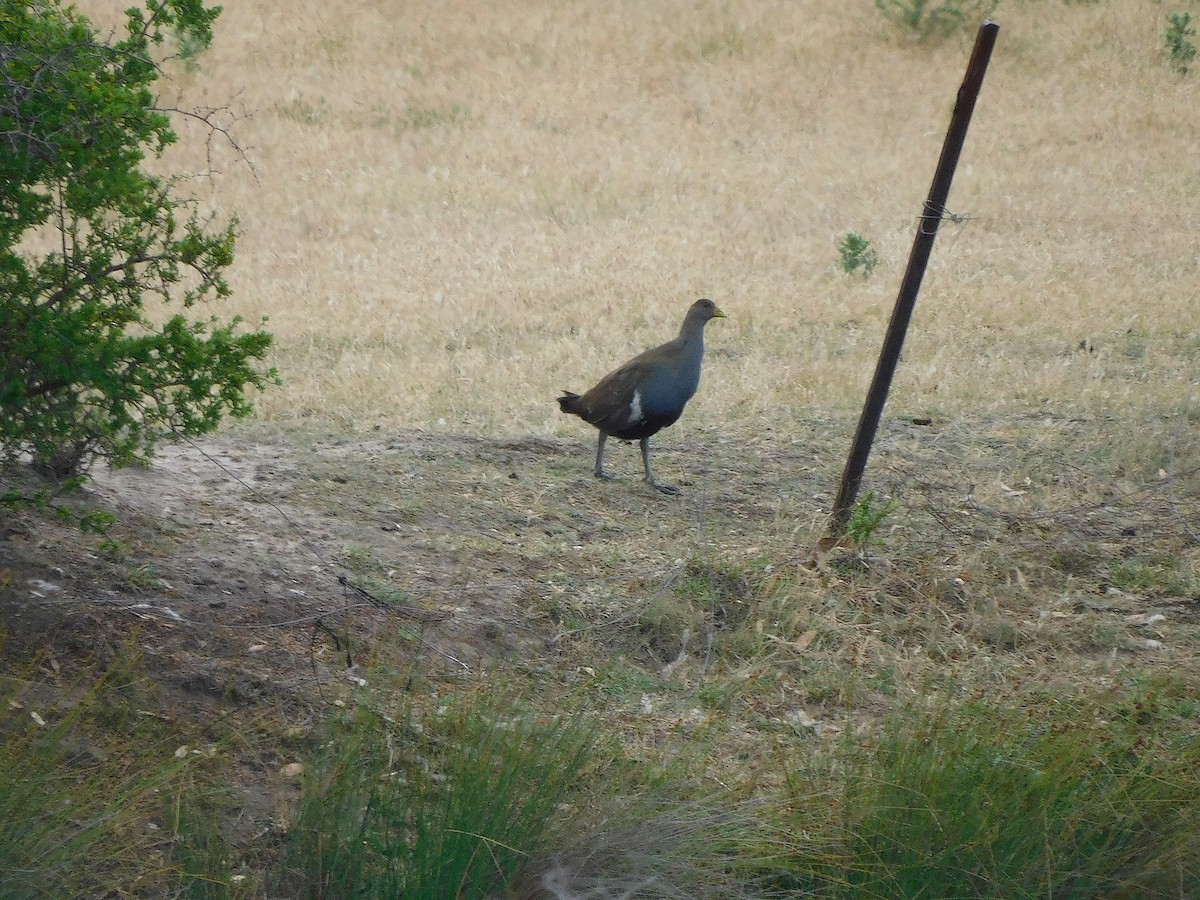Tasmanian Nativehen - ML635085992