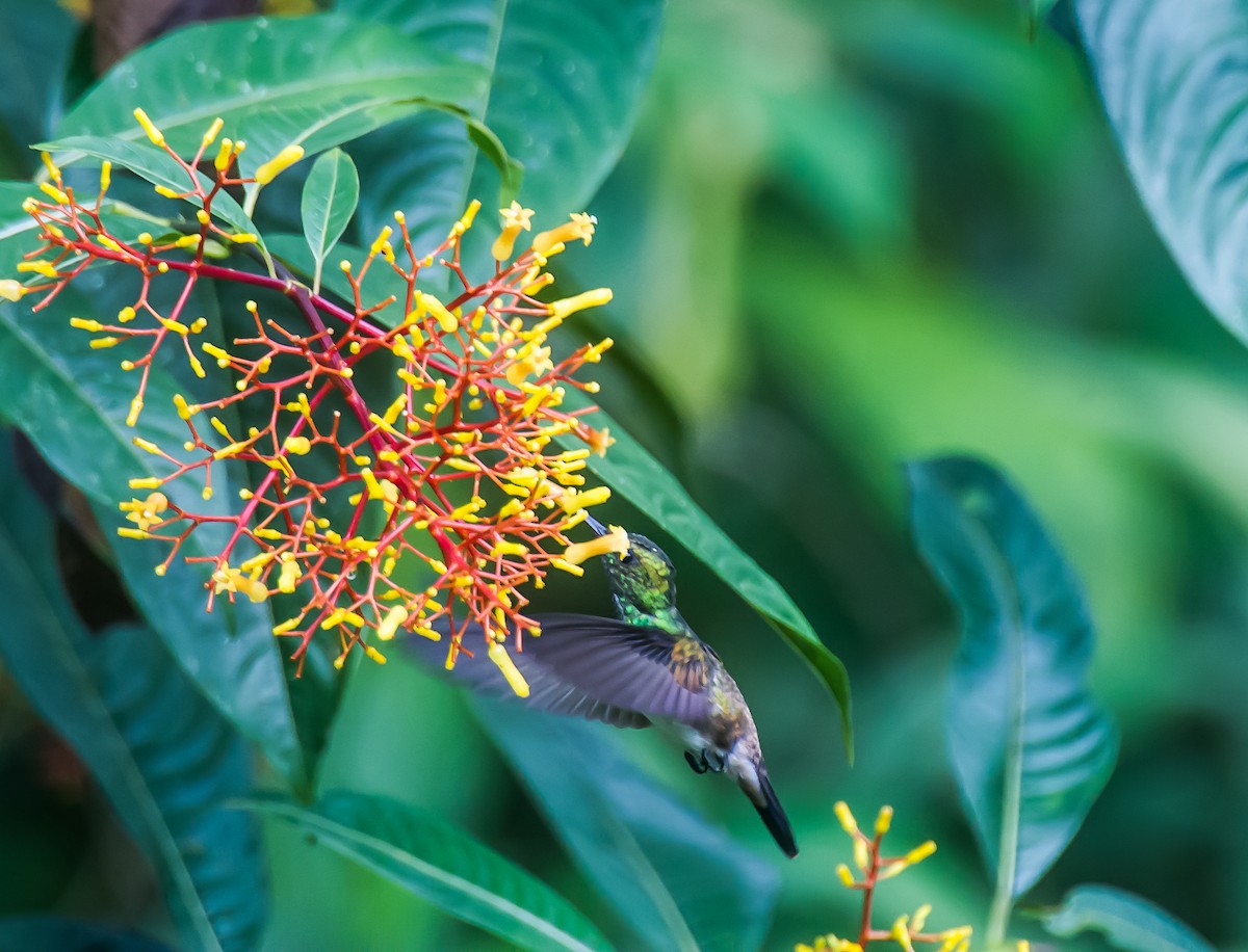 Snowy-bellied Hummingbird - ML635086114