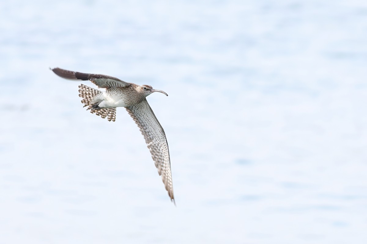 Eurasian Whimbrel - ML635086169