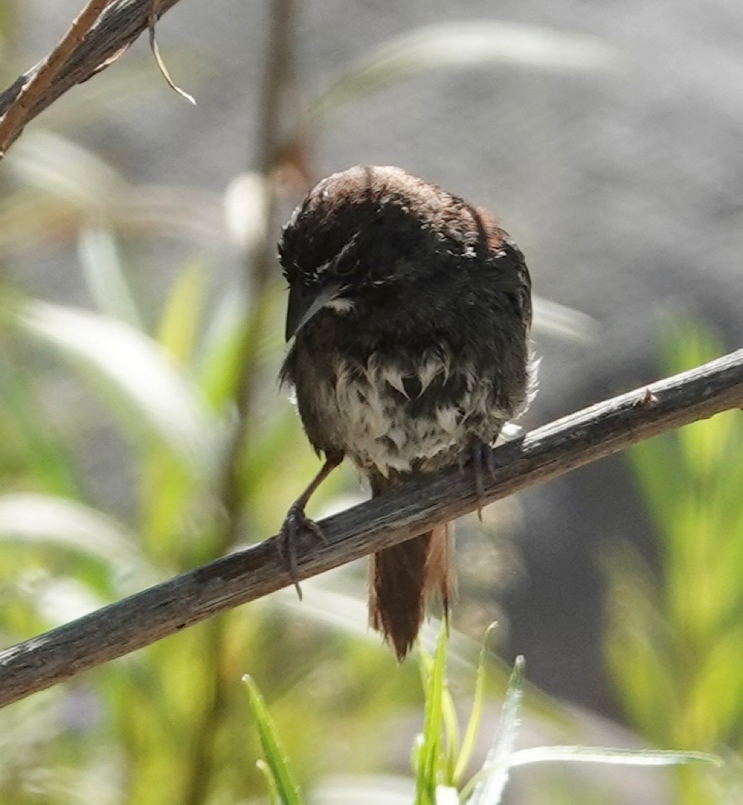 Five-striped Sparrow - ML635086191
