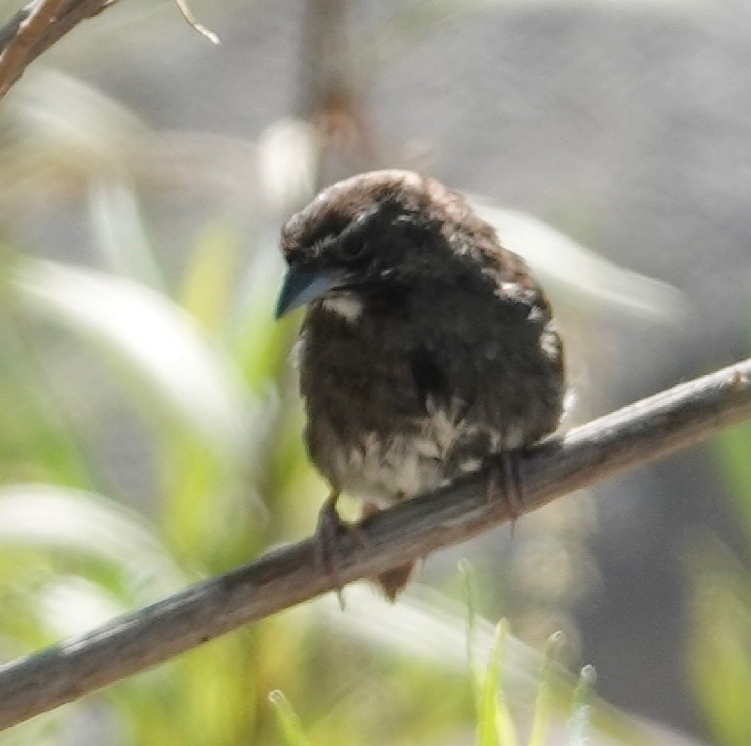 Five-striped Sparrow - ML635086194