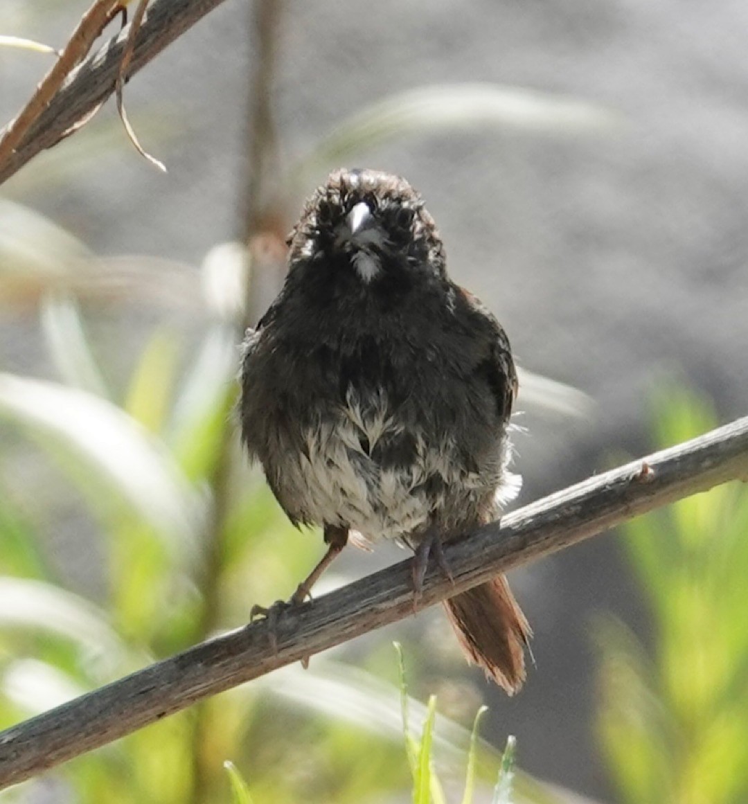 Five-striped Sparrow - ML635086195