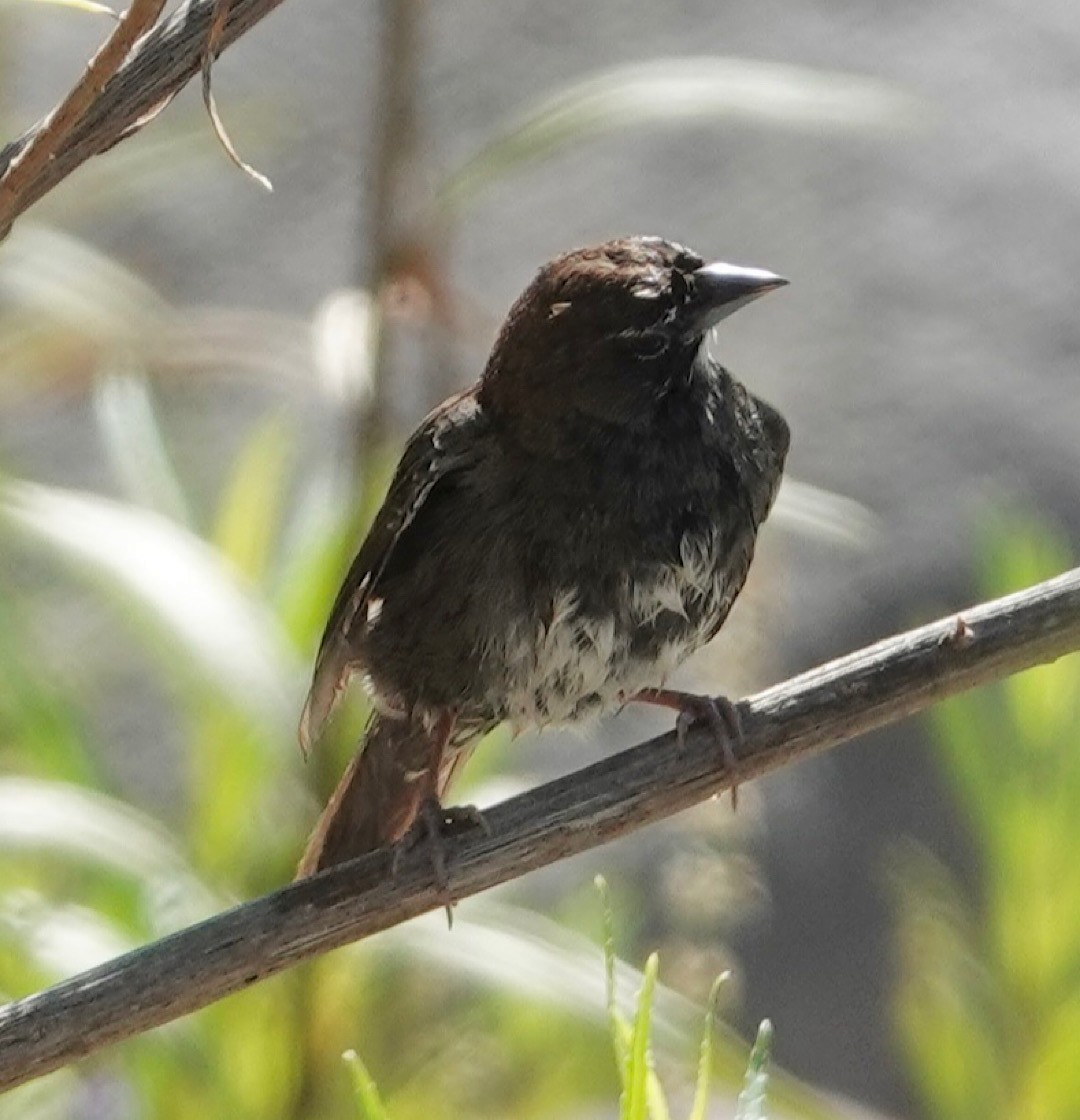 Five-striped Sparrow - ML635086196