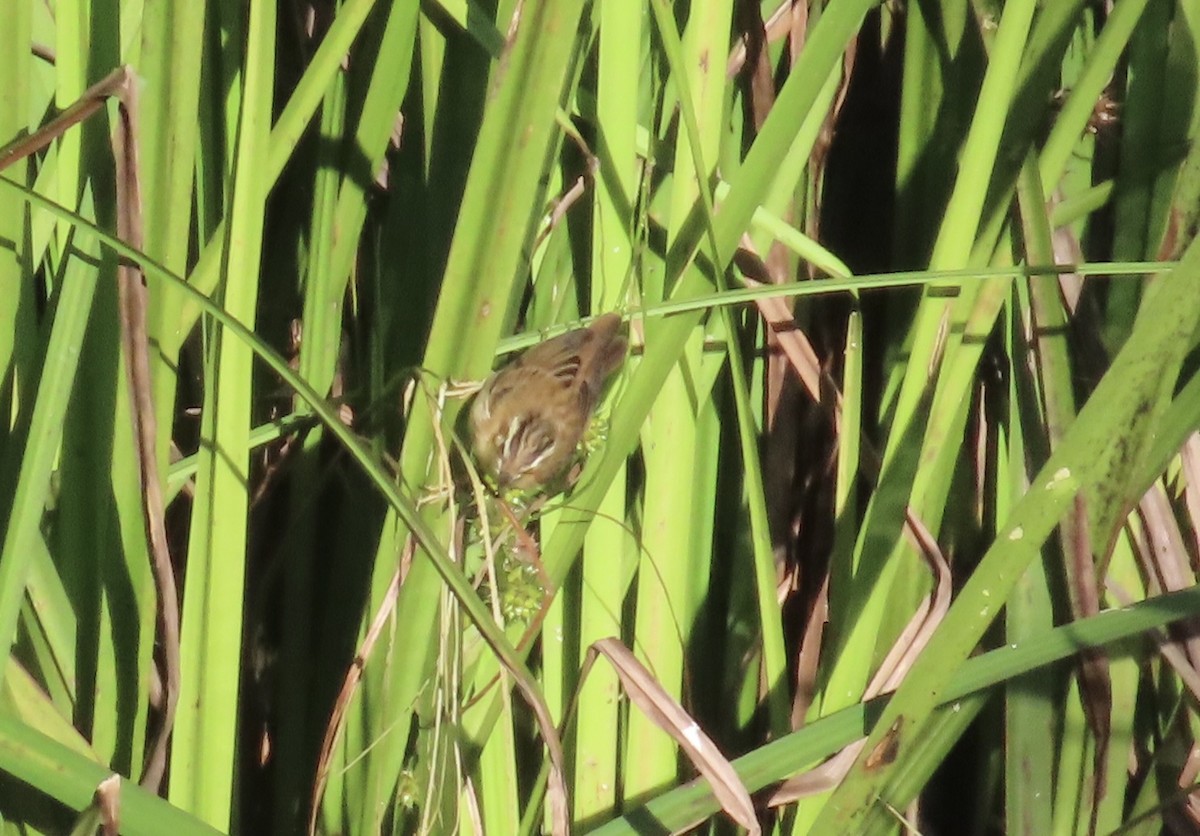 Sedge Warbler - ML635086201