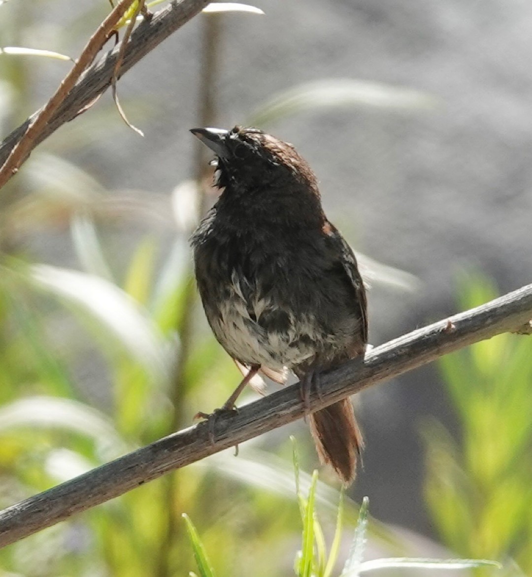 Five-striped Sparrow - ML635086213