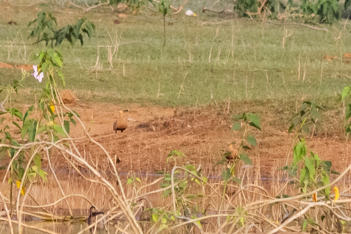Chestnut-bellied Sandgrouse - ML635086216