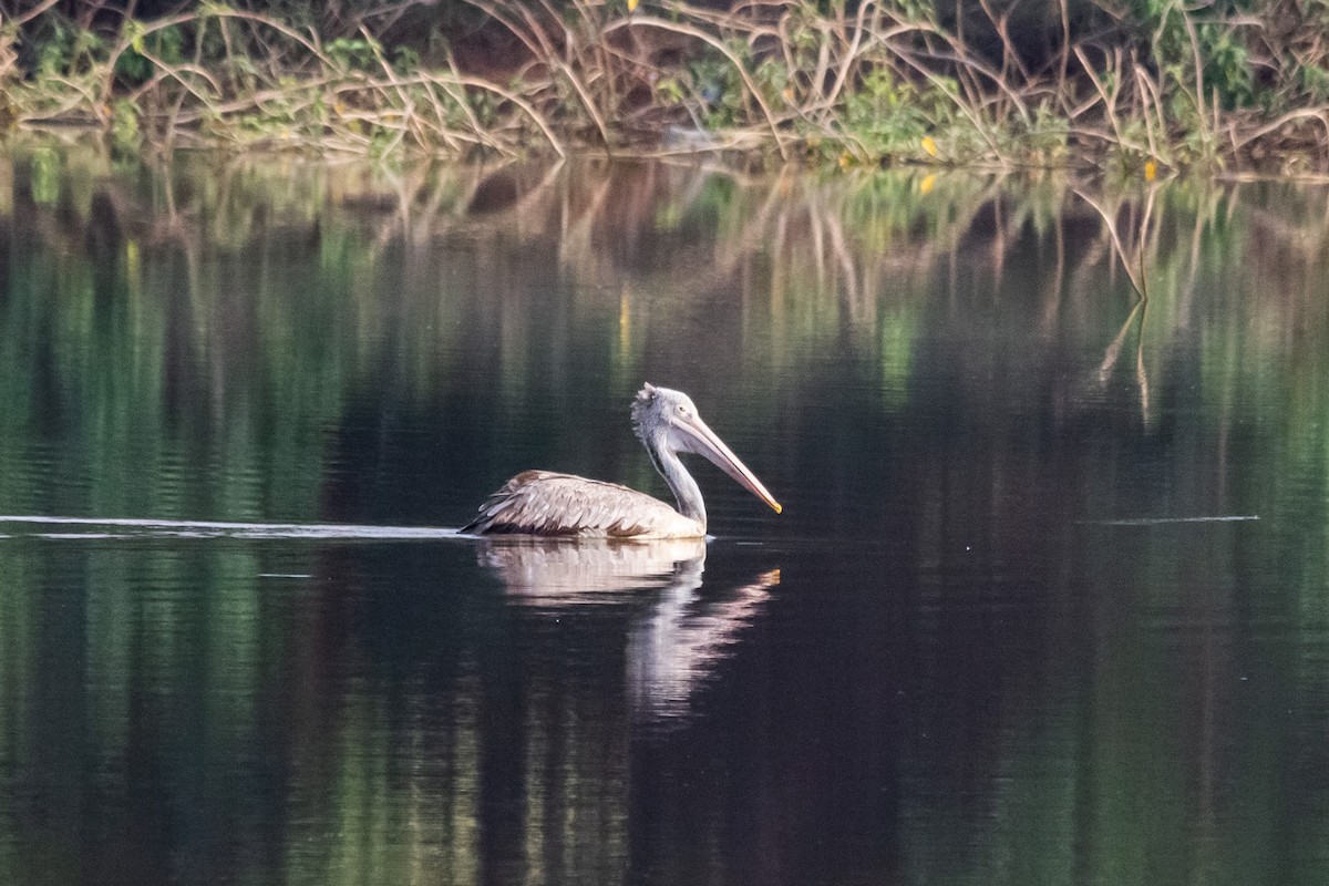 Spot-billed Pelican - ML635086219