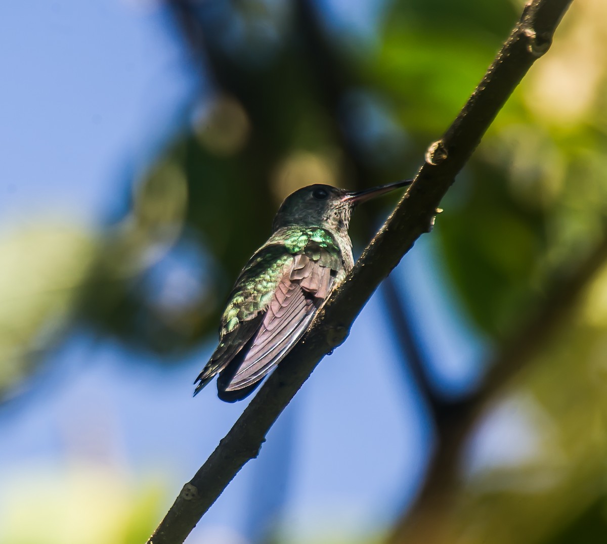 Colibri de Cuvier - ML635086237