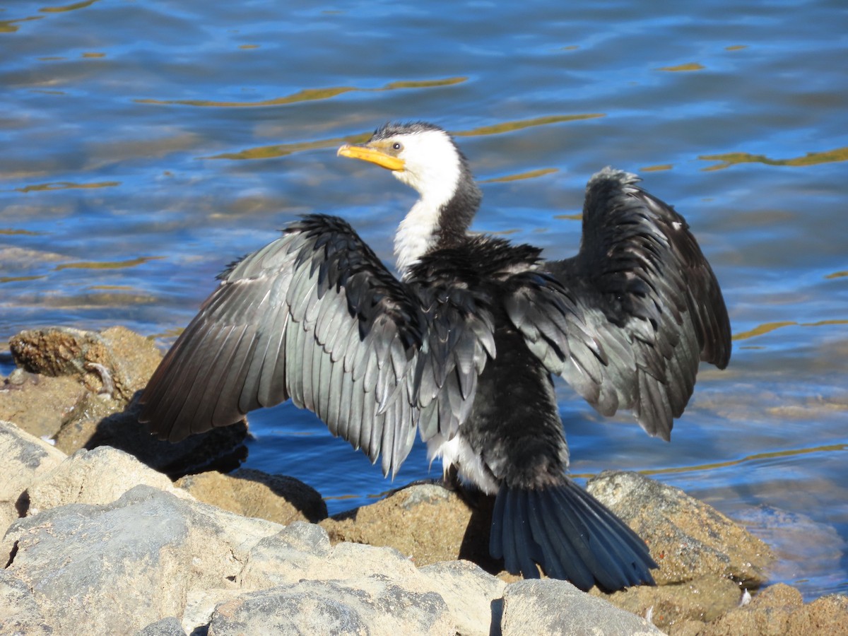 Little Pied Cormorant - ML635086253