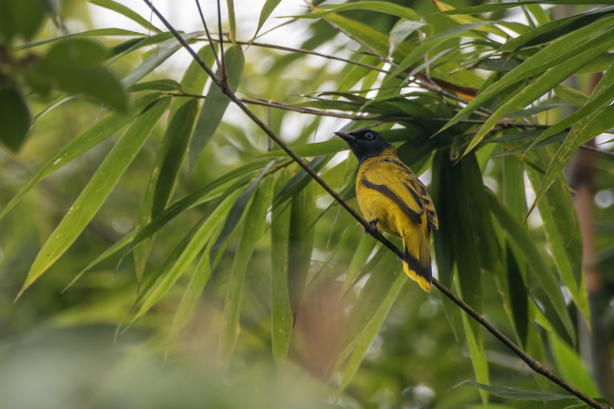 Black-headed Bulbul - ML635086264