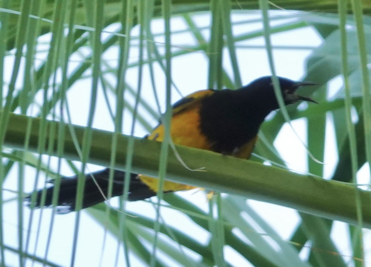Black-vented Oriole - ML635086333