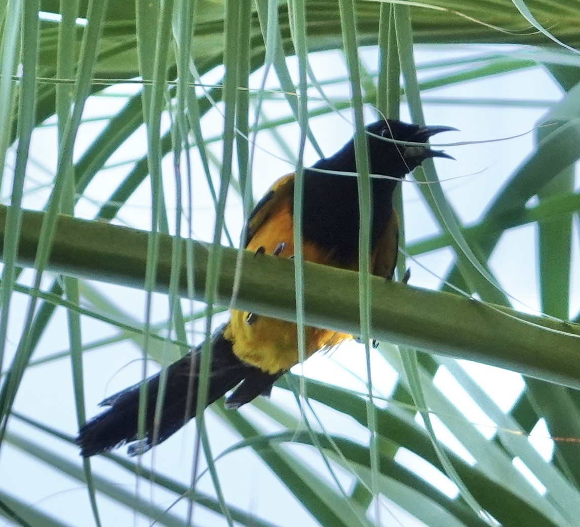 Black-vented Oriole - ML635086334