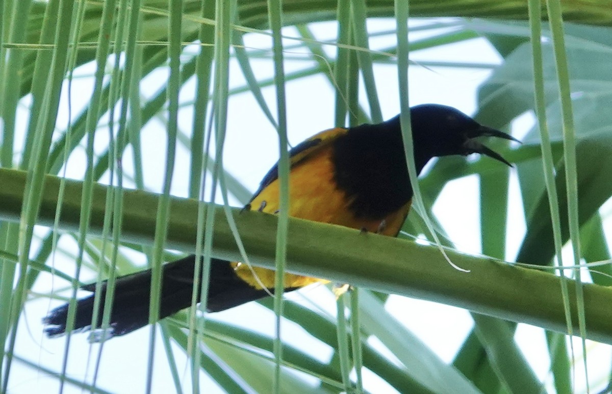 Black-vented Oriole - ML635086335