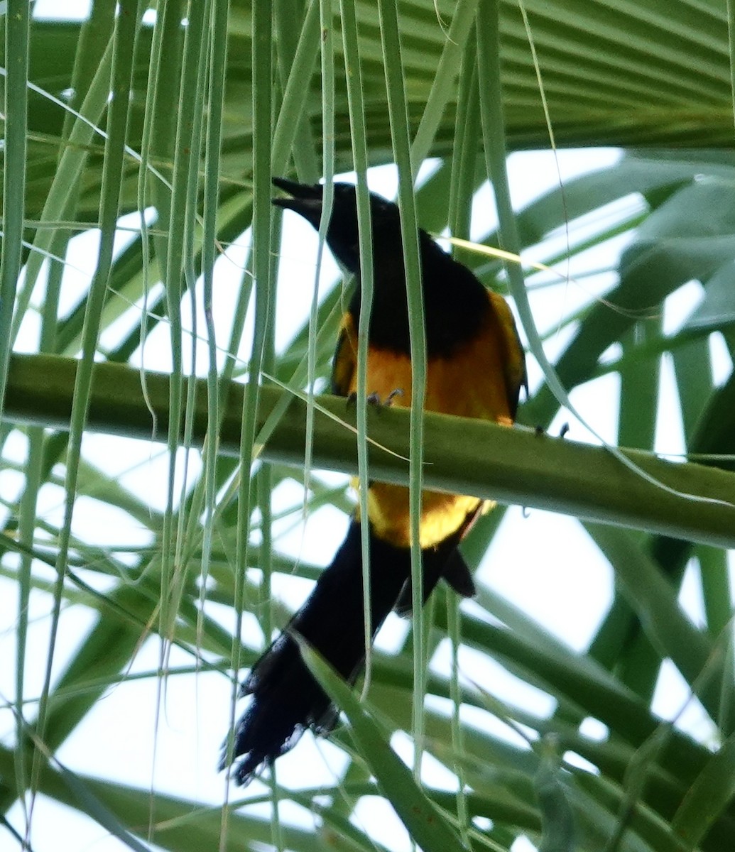 Black-vented Oriole - ML635086336