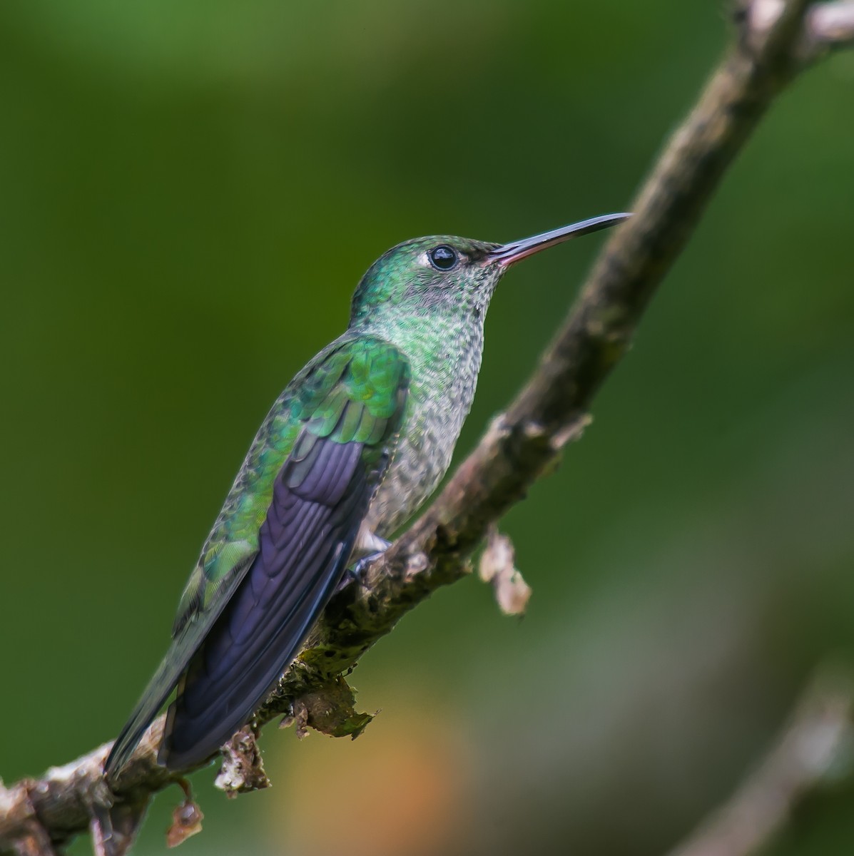 Colibri de Cuvier - ML635086343