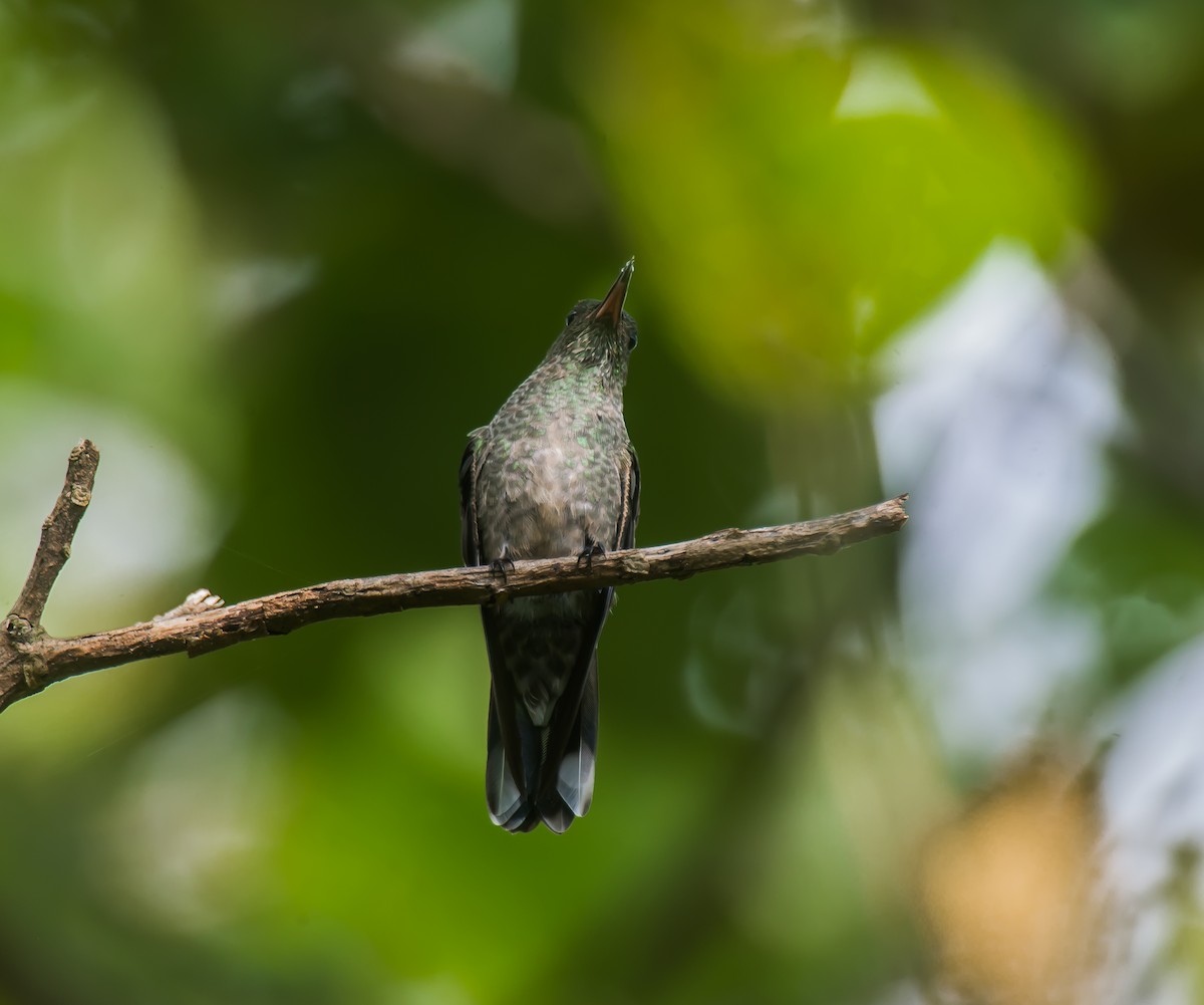 Colibri de Cuvier - ML635086518