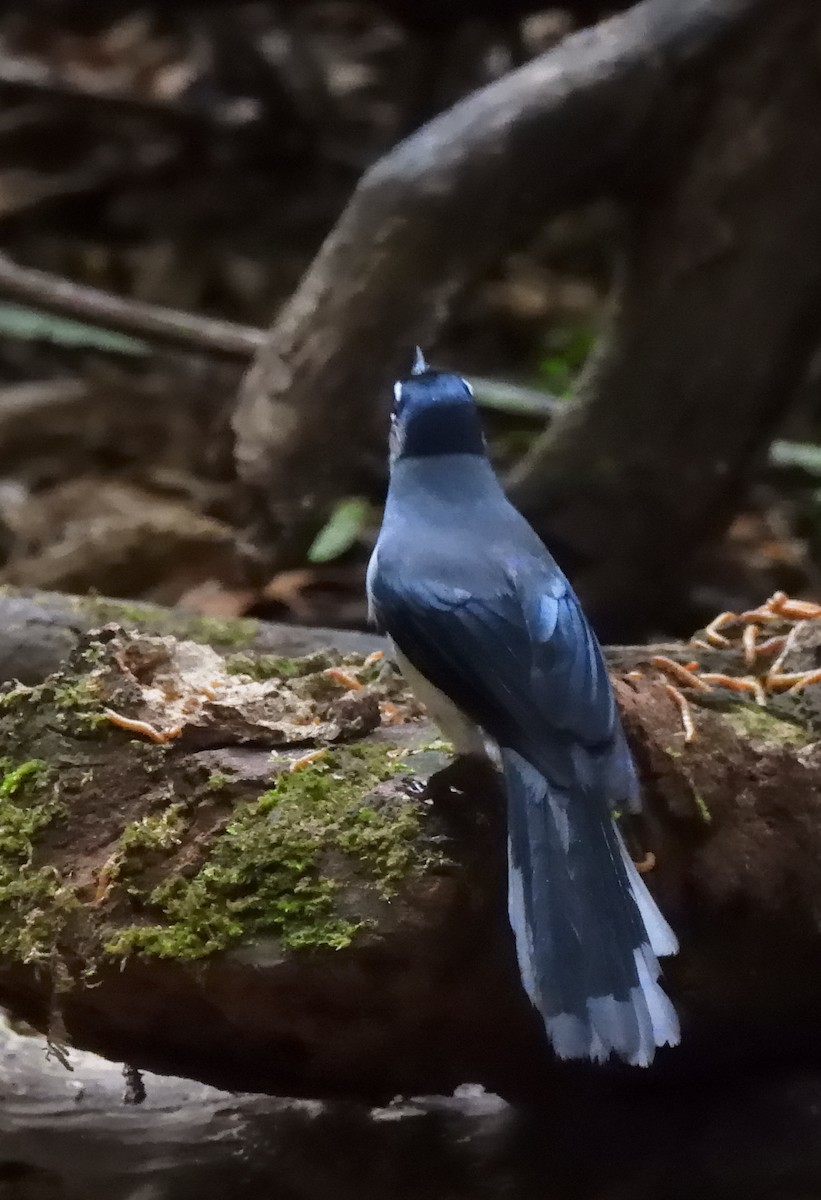 Black-headed Sibia (Lang Bian) - ML635086790