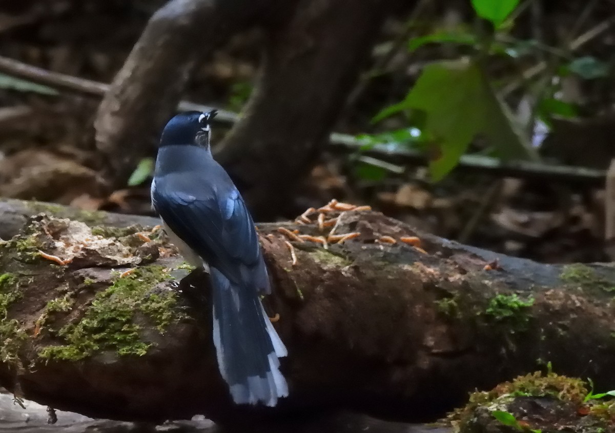 Black-headed Sibia (Lang Bian) - ML635086791