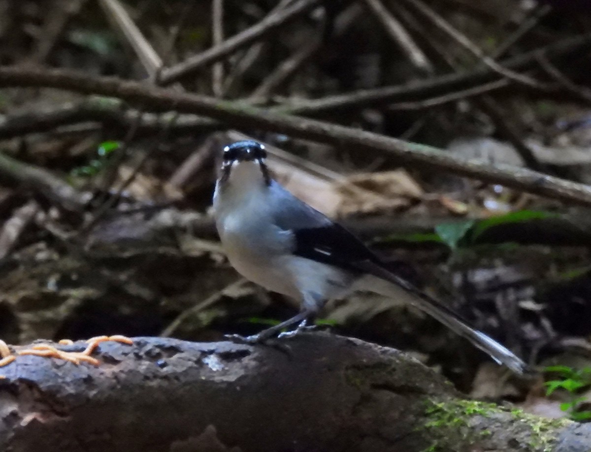 Black-headed Sibia (Lang Bian) - ML635086792