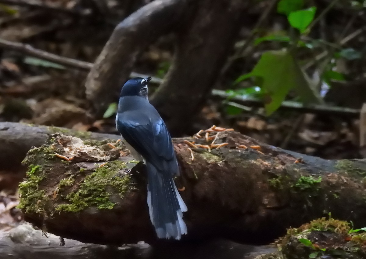 Black-headed Sibia (Lang Bian) - ML635086793