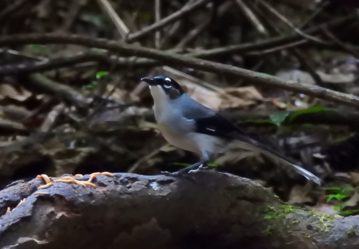 Black-headed Sibia (Lang Bian) - ML635086794