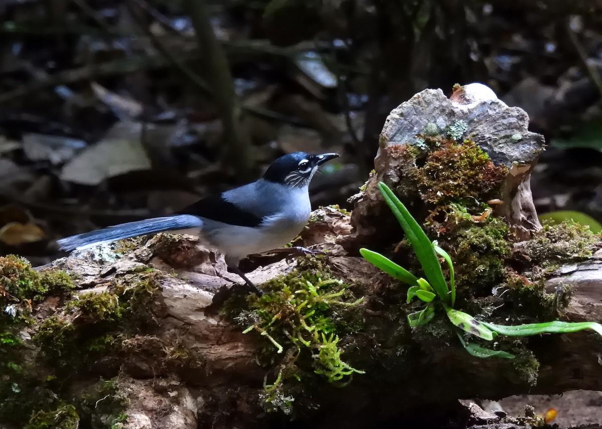 Black-headed Sibia (Lang Bian) - ML635086795