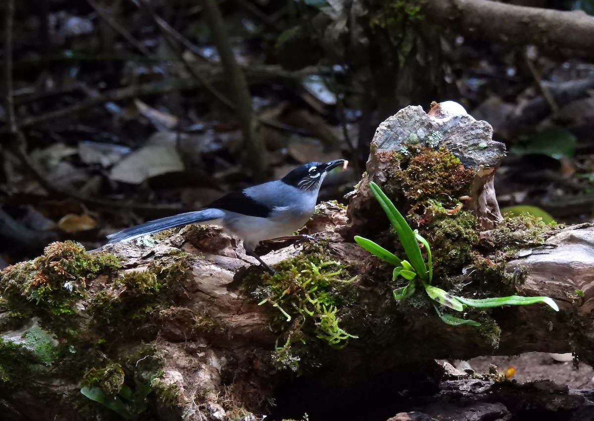 Black-headed Sibia (Lang Bian) - ML635086796
