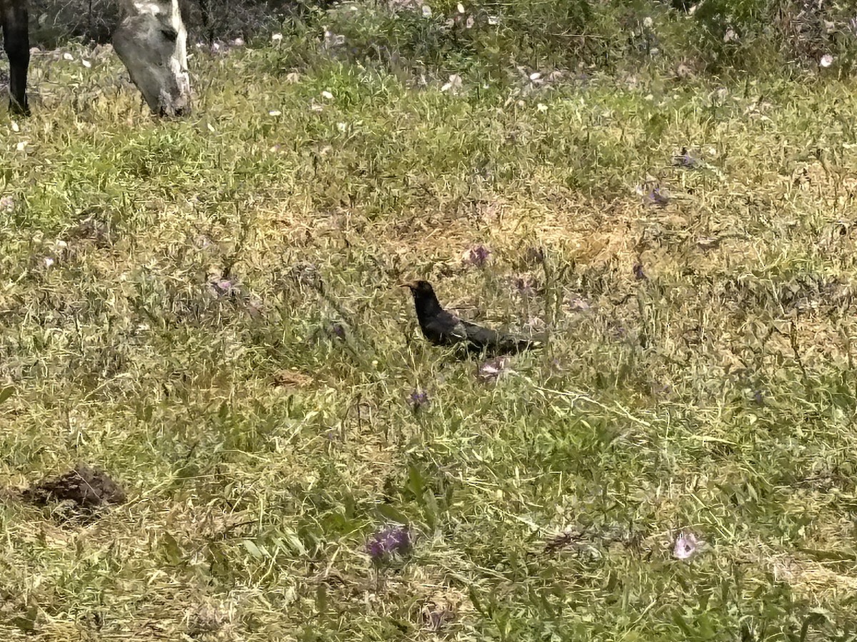 Red-billed Chough - ML635086853