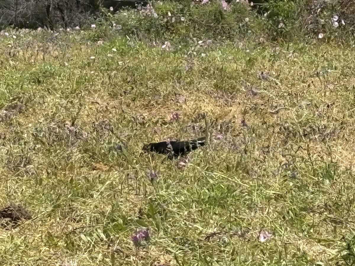 Red-billed Chough - ML635086854