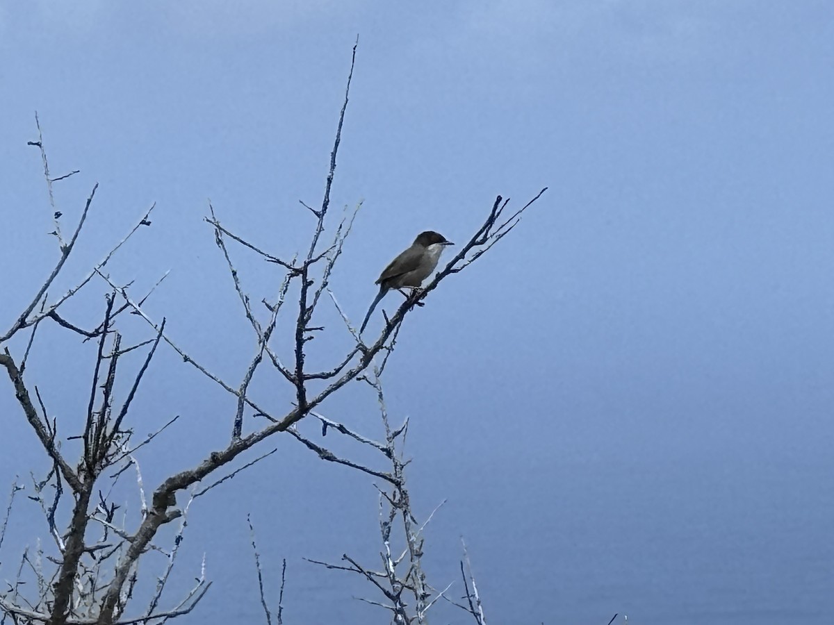 Sardinian Warbler - ML635086872