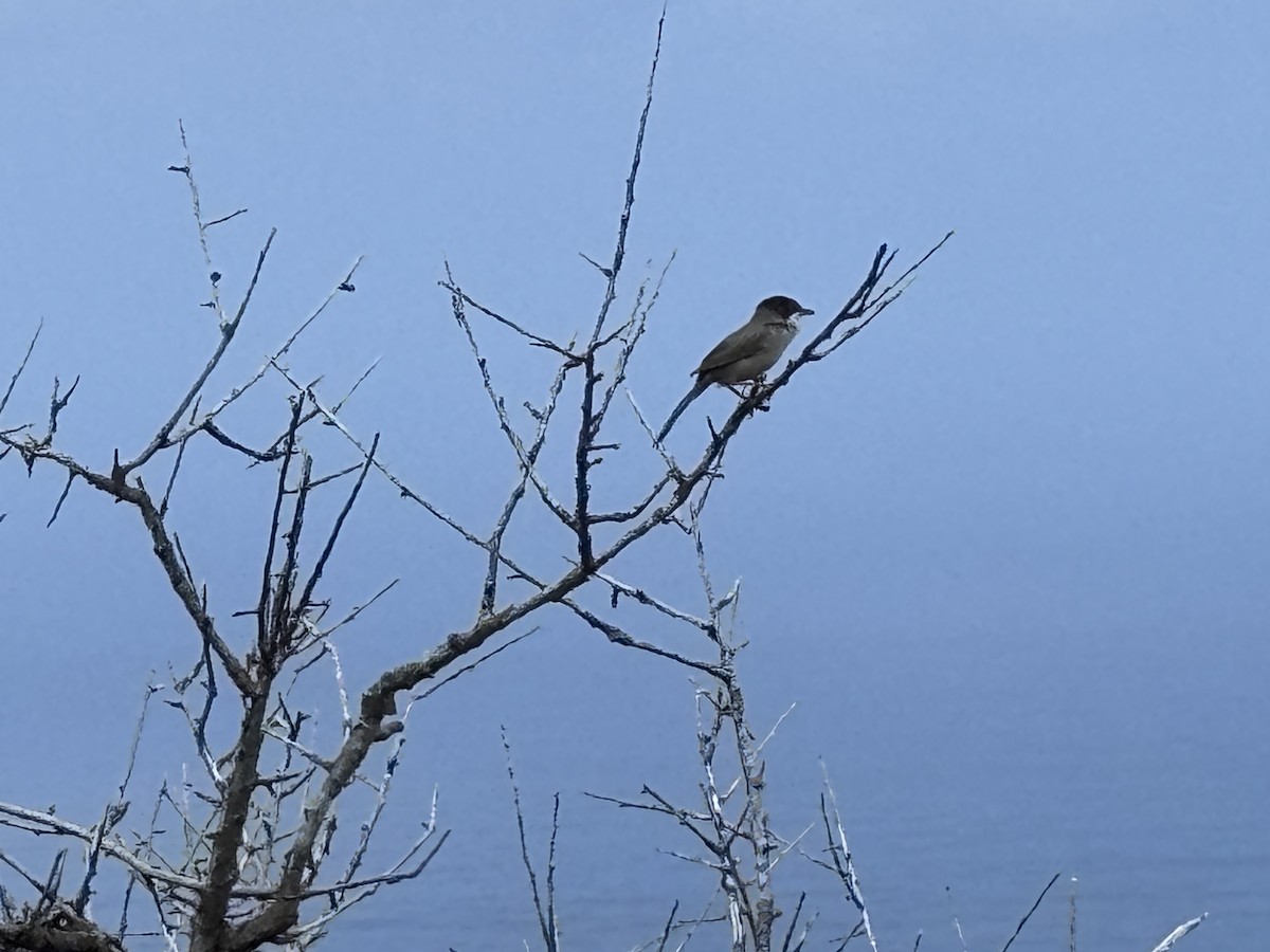 Sardinian Warbler - ML635086873