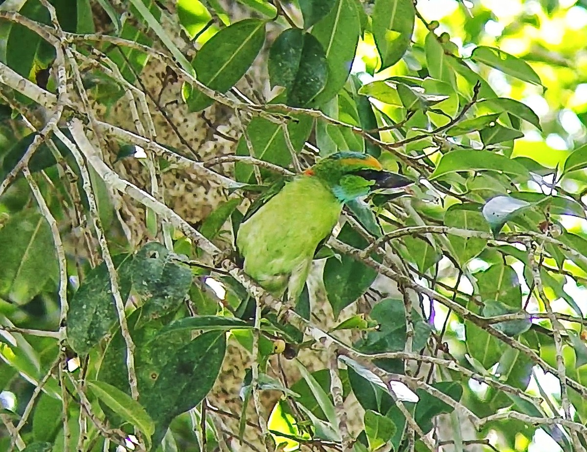 Yellow-crowned Barbet - ML635087009