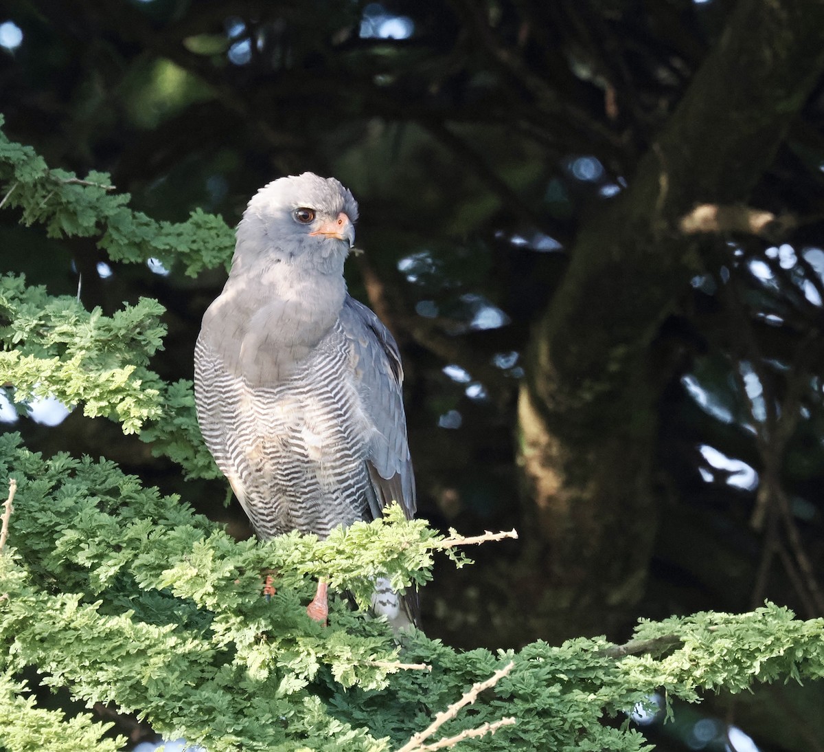Dark Chanting-Goshawk - ML635087086
