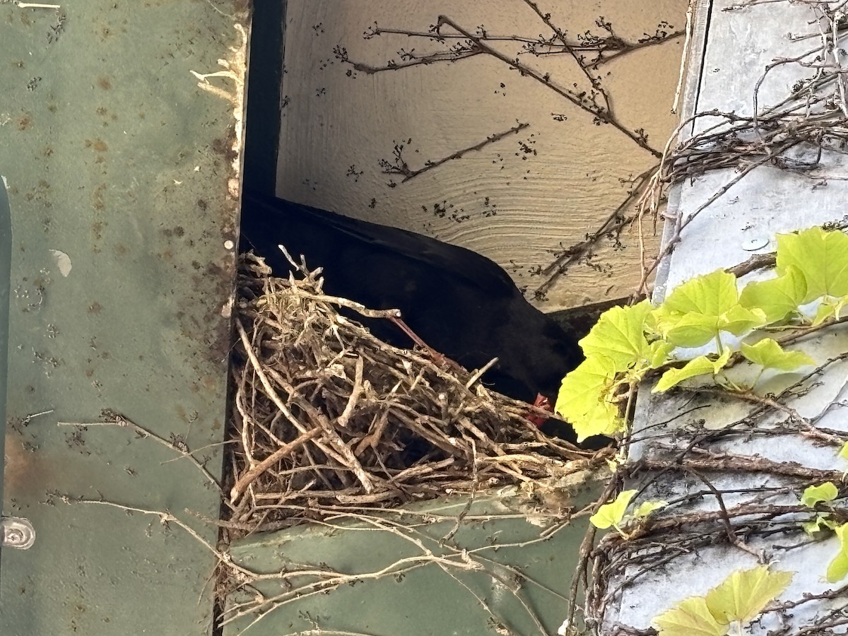Red-billed Chough - ML635087145