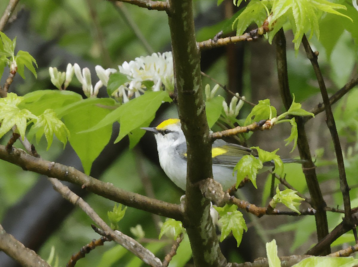 lesňáček zlatokřídlý/modrokřídlý - ML635087161