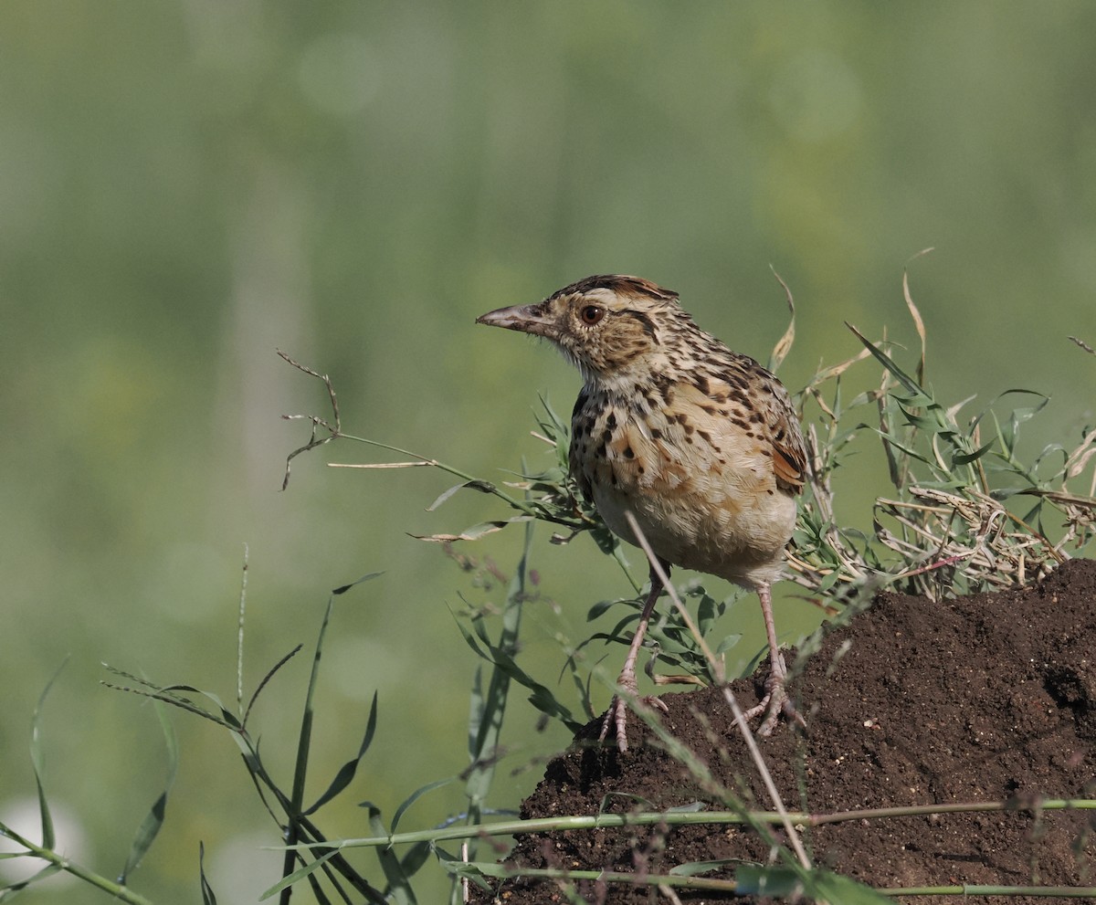 Rufous-naped Lark (Serengeti) - ML635087216